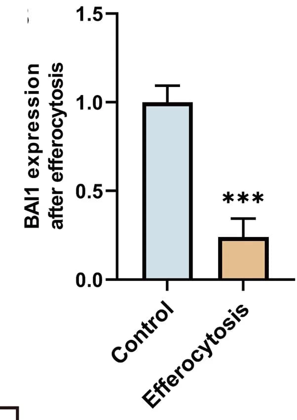 Open access visualization of Bar Plot, Error Bars, Statistical Analysis, Transcription, BAI1