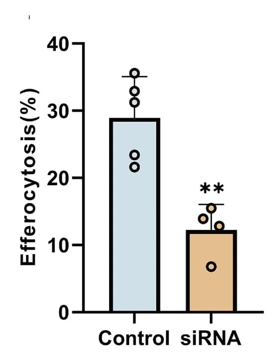 Open access visualization of Bar Plot, Error Bars, Statistical Analysis, Efferocytosis Rate, Efferocytosis Capacity