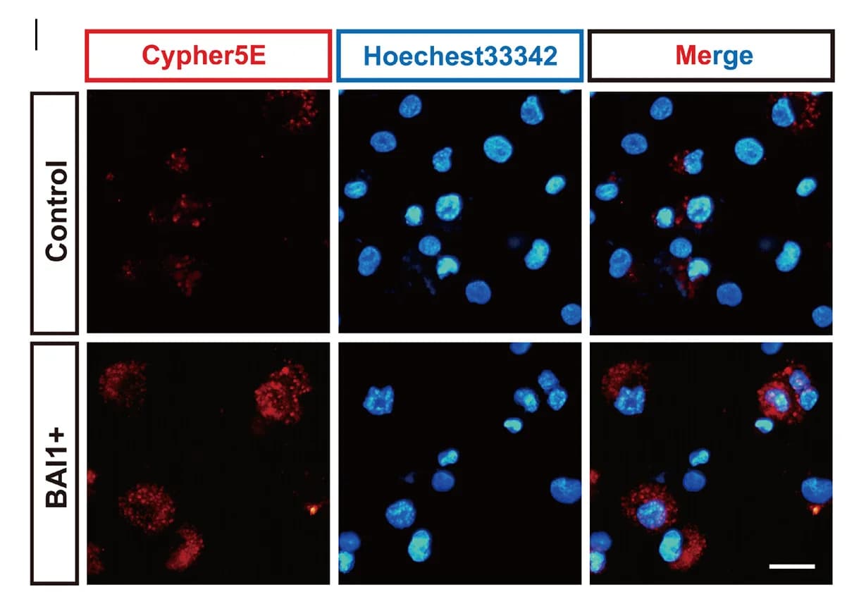 Open access visualization of Microscopy, Hoechest33342, TDMs, Plasmid, Cypher5E