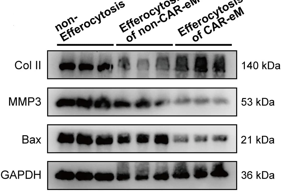 Open access visualization of Gel, Western Blots, Bax, MMP3, Collagen Type II