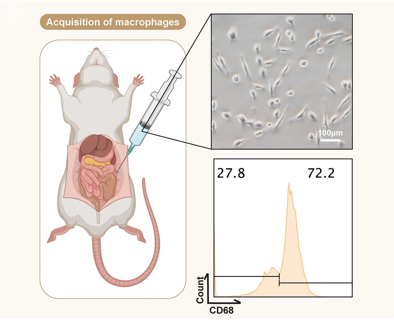 Open access visualization of Illustration, Microscopy, Density Plot, Macrophages, Rat