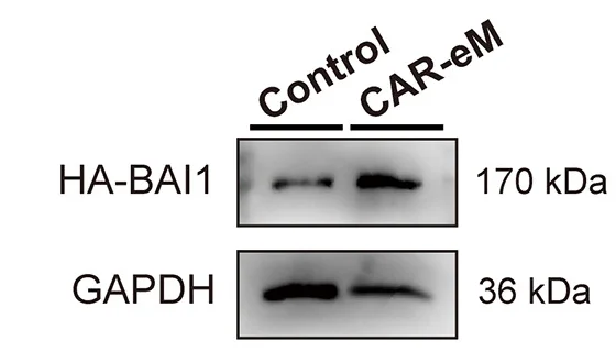 Open access visualization of Gel, Western Blot, BAI1 Expression, Rat Macrophages, Engineered Process