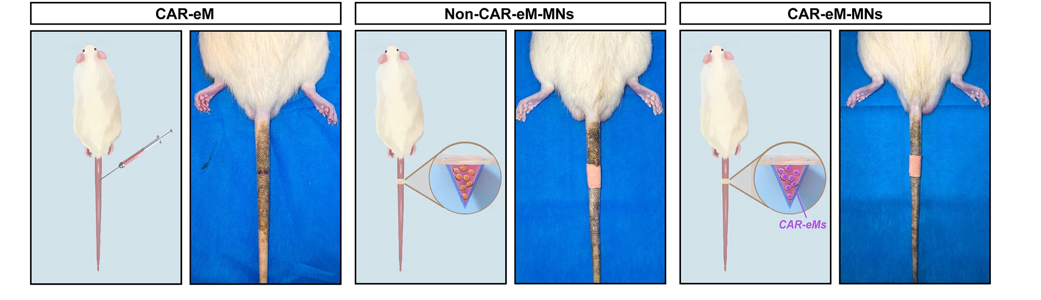 Open access visualization of Photo, Illustration, Rat Coccygeal IVDs, CAR-eM, Non-CAR-eM-MNs
