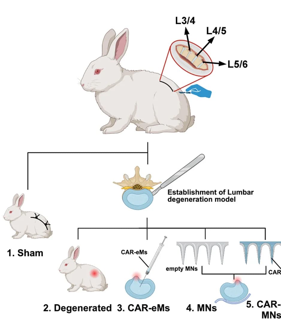 Open access visualization of Workflow, Flowchart, Illustration, Rabbit Lumbar Surgery, Experimental Groups