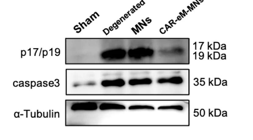 Open access visualization of Gel, Western Blots, Apoptotic Degree, Rabbit Lumbar IVDs, Groups