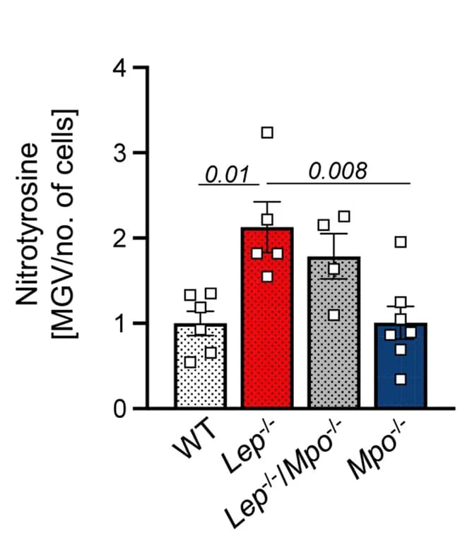 Open access visualization of Bar Plot, Error Bars, Nitrotyrosine, PVAT, GIO Mice