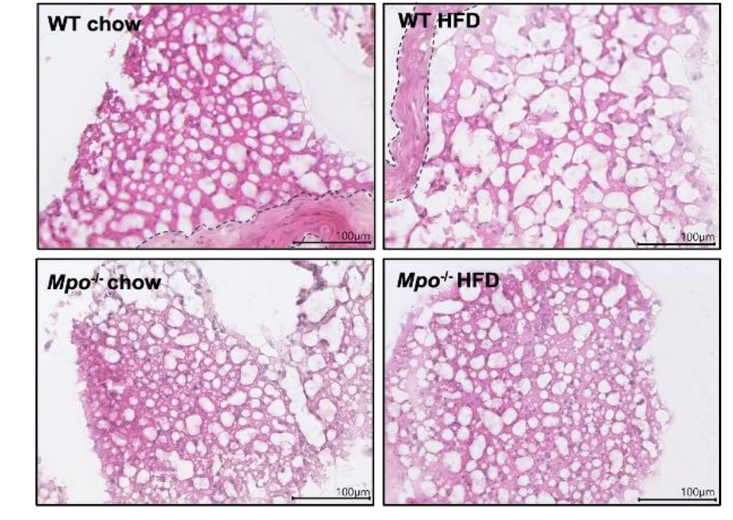 Open access visualization of Microscopy, H&E Staining, Binarization