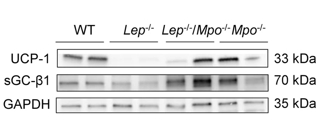 Open access visualization of Gel, Immunoblots, UCP-1, sGC-β1, GAPDH