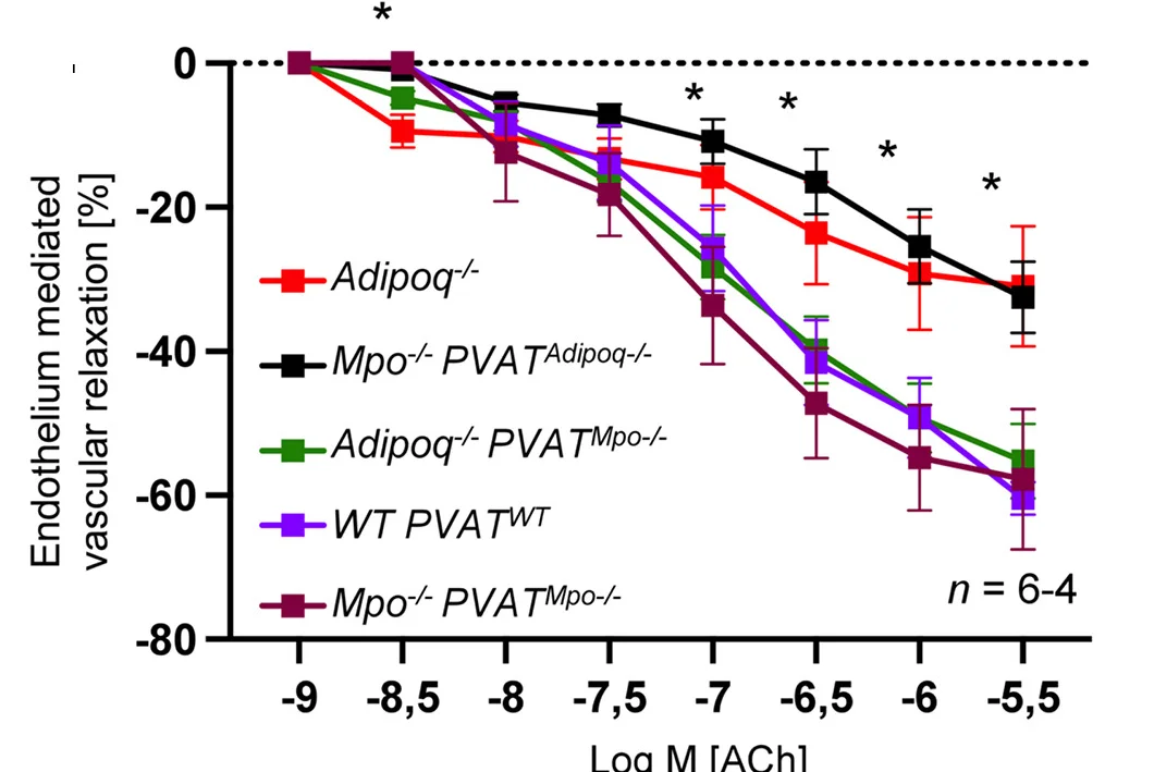 Open access visualization of Line Plot, Error Bars, Acetylcholine, Endothelium-mediated Vascular Relaxation, Aortic Rings