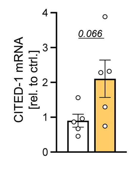 Open access visualization of Bar Plot, Error Bars, Scatter Plot, ASC-1 mRNA, UCP-1 mRNA