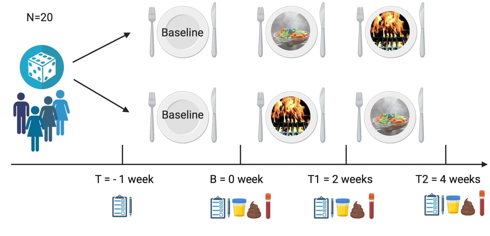 Open access visualization of Workflow, Study Design, Randomized Controlled Trial, Anthropometric Measurement, Blood Samples