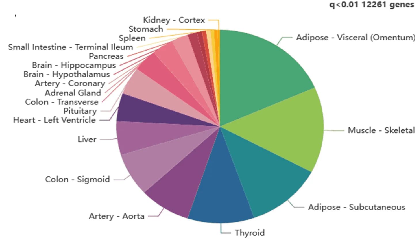 Open access visualization of Pie Chart, ESR1, Muscle, Gene-Gene Correlations, Metabolic Tissues