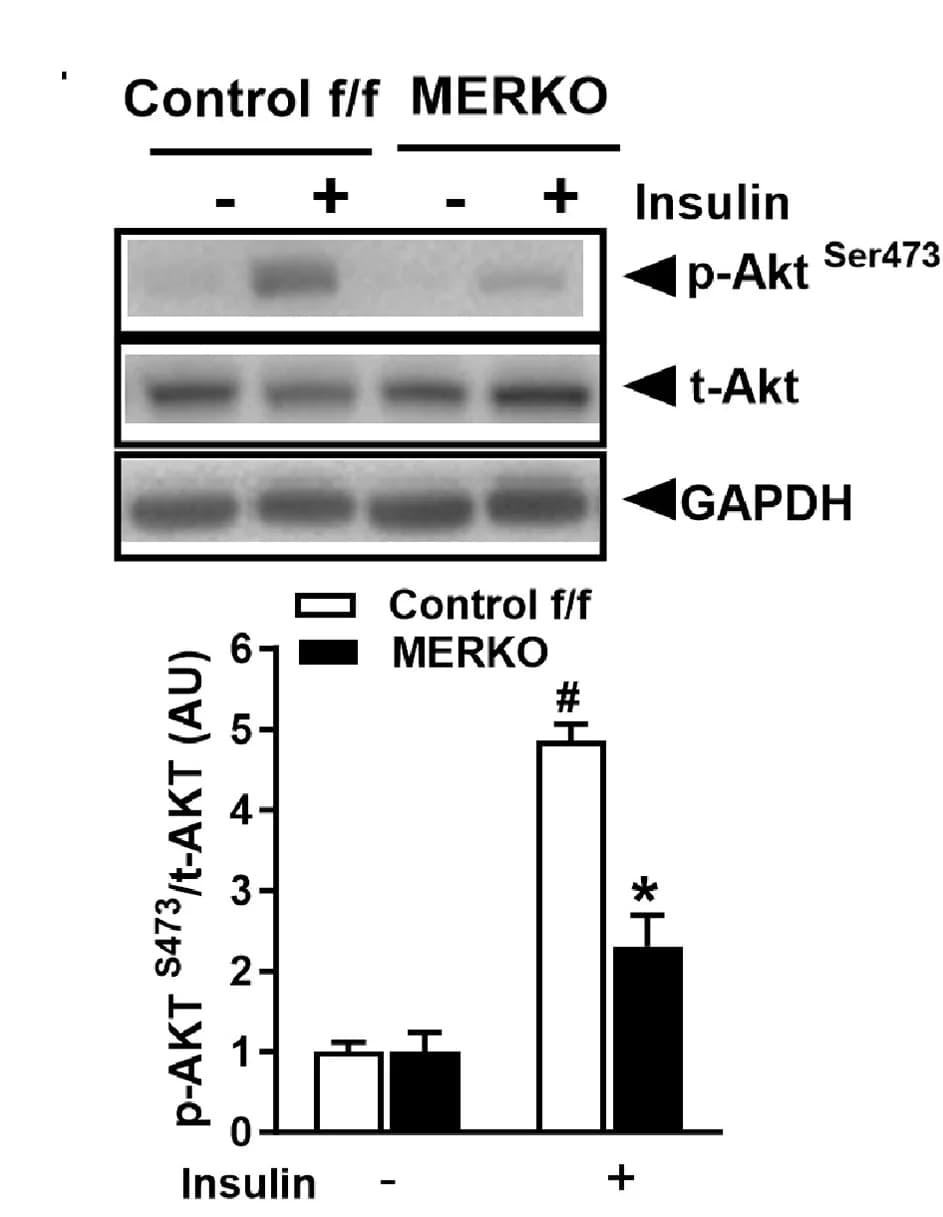 Open access visualization of Bar Plot, Error Bars, Gel, Clustered, Immunoblot