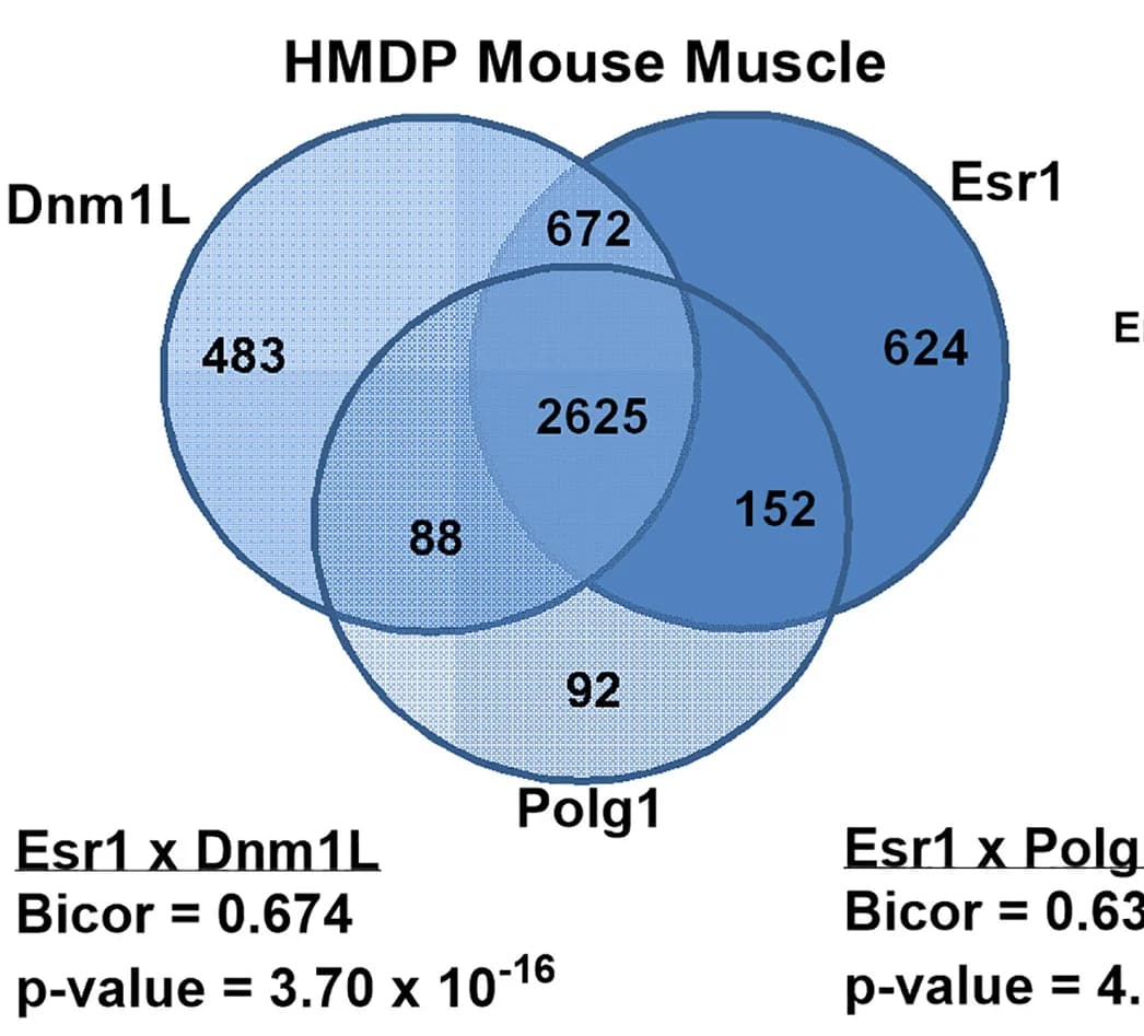 Open access visualization of Venn Diagram, RNA Sequencing, Gastrocnemius Muscle, UCLA Hybrid Mouse Diversity Panel, Gene Overlap