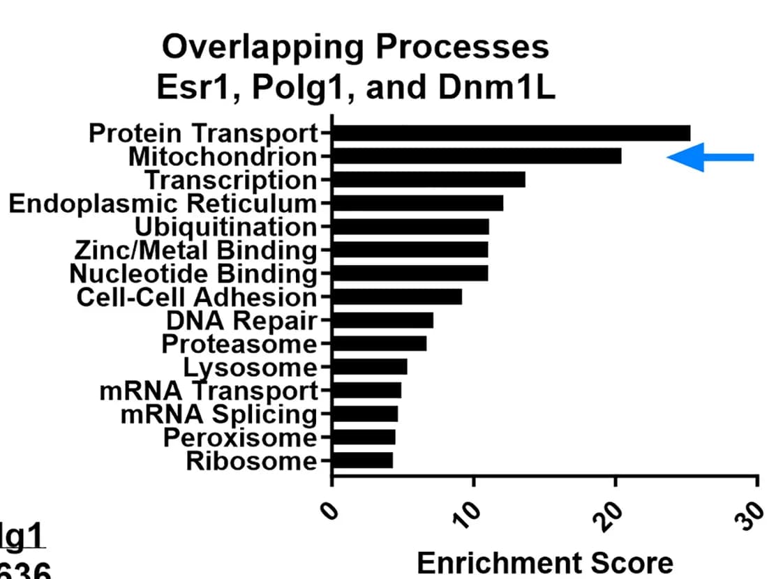 Open access visualization of Bar Plot, Enrichment Score Analysis, Muscle RNA Sequencing, Protein Transport, Mitochondria