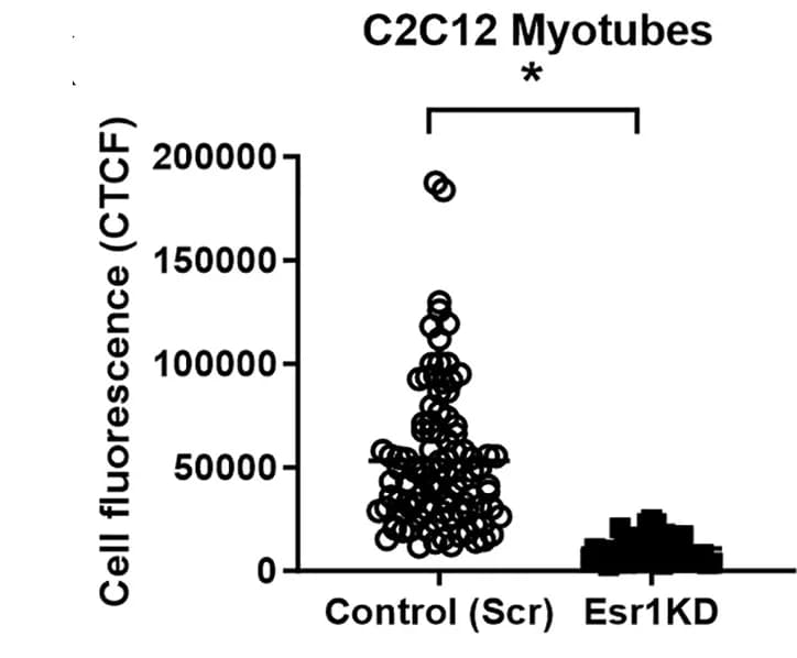 Open access visualization of Scatter Plot, Brdu Incorporation, mtDNA, C2C12 Myotubes, Esr1-KD