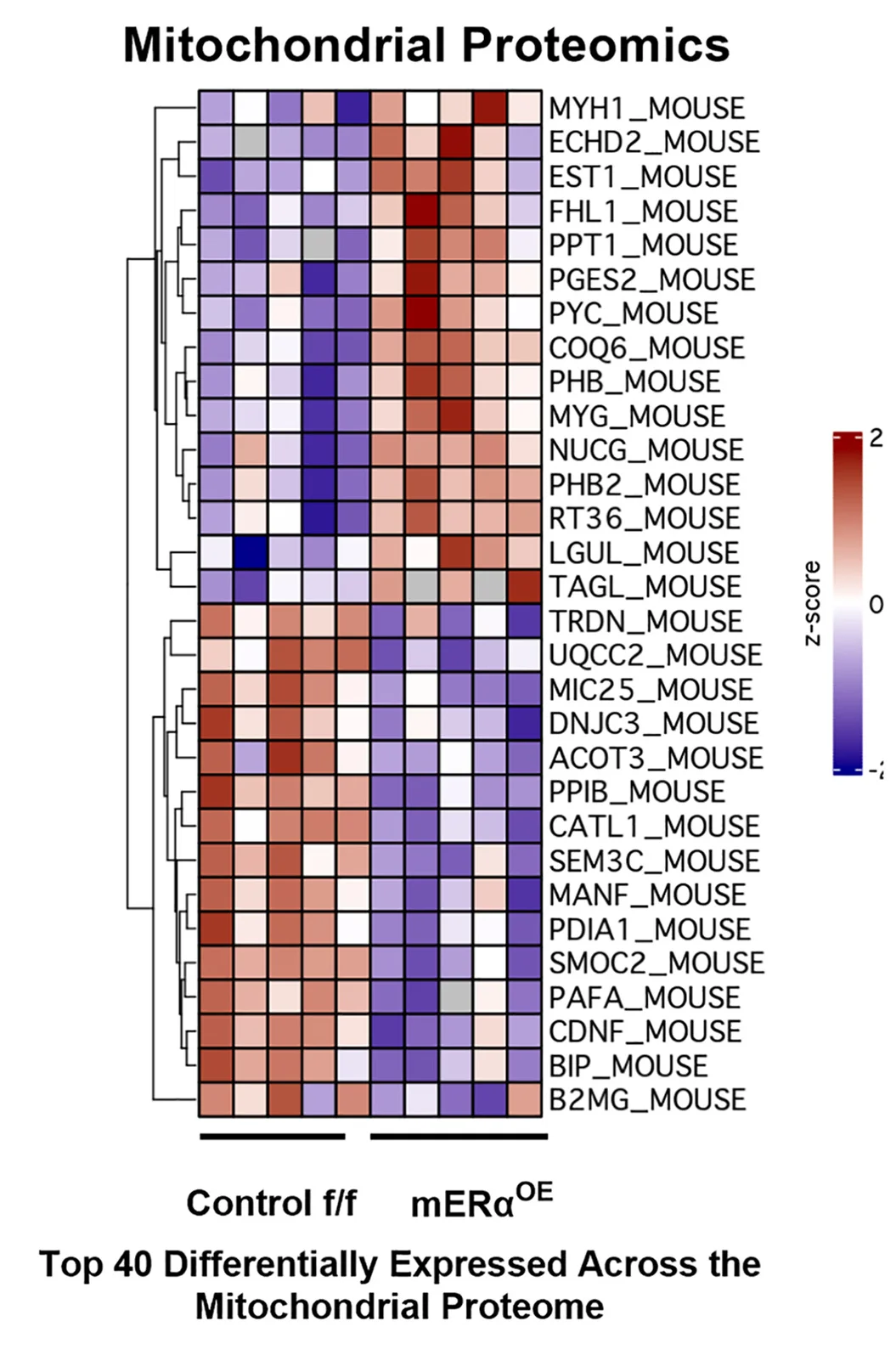 Open access visualization of Heatmap, Clustered, Mitochondrial Proteins, mERalphaOE, Control Mice