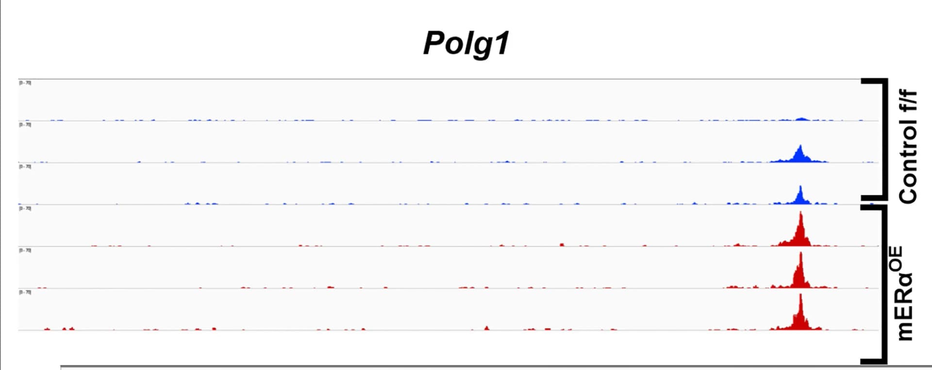 Open access visualization of Line Plot, Density Plot, Polg1 Locus, ATAC Sequencing, Transition Start Site