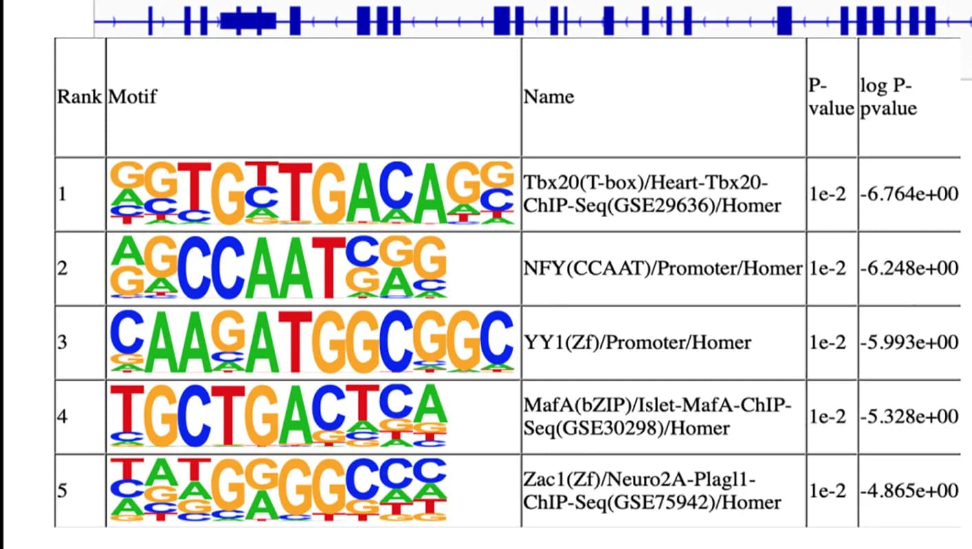 Open access visualization of Table Image, Motif Enrichment, Open Chromatin, ATAC Sequencing, Skeletal Muscle