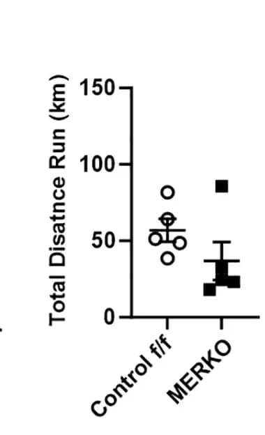 Open access visualization of Scatter Plot, Error Bars, Running Volume, Volitional Activity, MERKO Mice