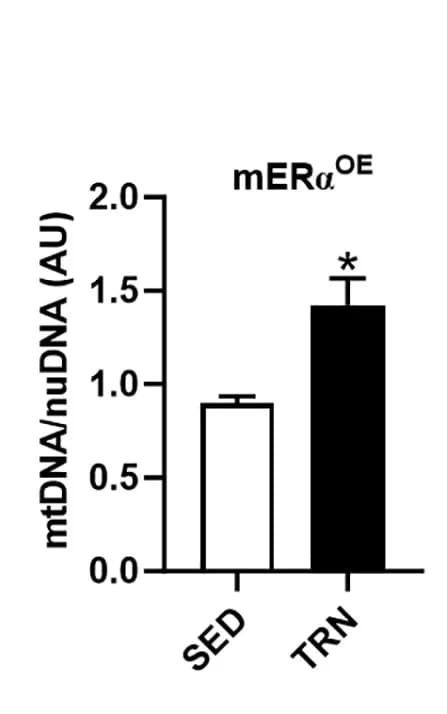 Open access visualization of Bar Plot, Error Bars, Mitochondrial DNA CN, Skeletal Muscle, mERαOE Mice