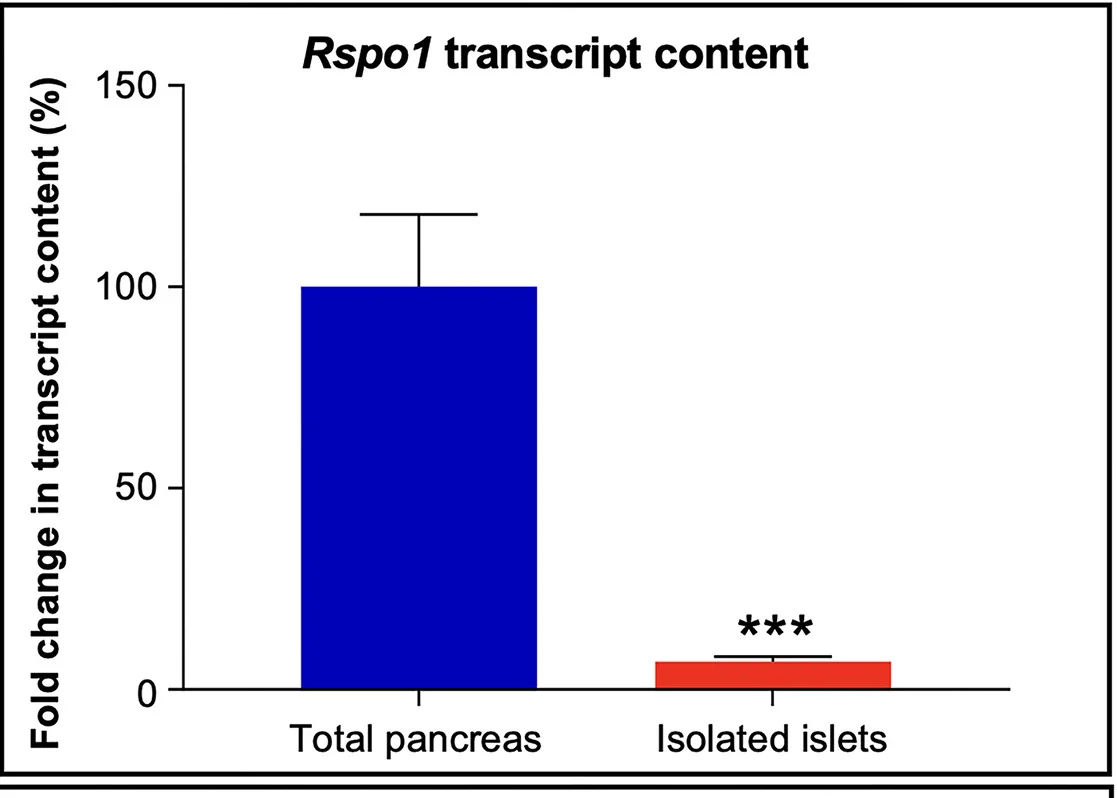 Open access visualization of Bar Plot, Error Bars, Rspo1 Transcripts, Whole Pancreas, Murine Islet Extracts