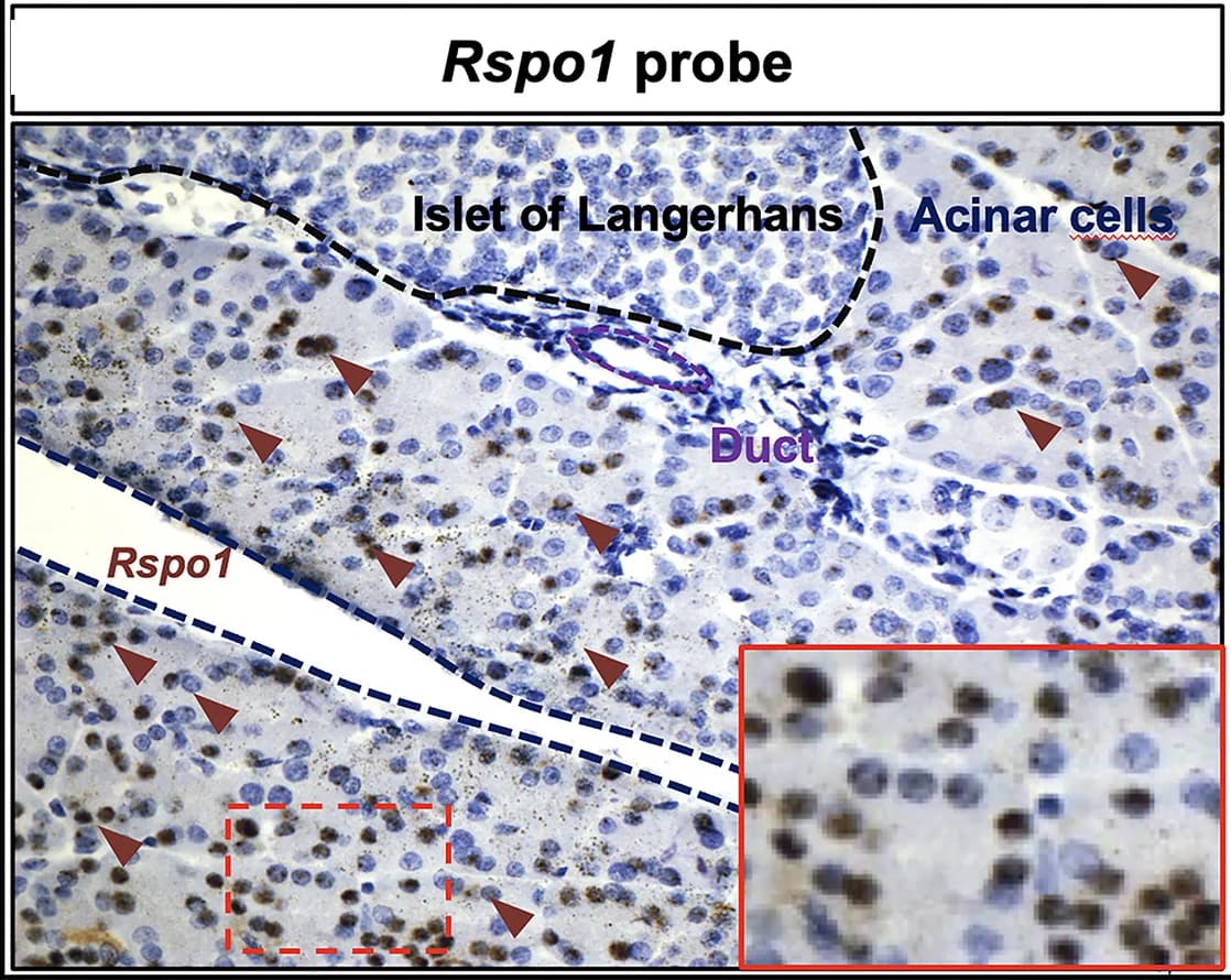 Open access visualization of Microscopy, RT-qPCR Analyses, Pancreatic Cell Lines, Lgr4 Expression, Mouse Pancreas