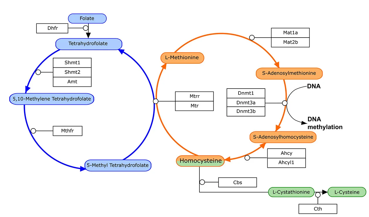 Open access visualization of Workflow, Pathway, Homocysteine, Methionine Cycle, Folate Cycle