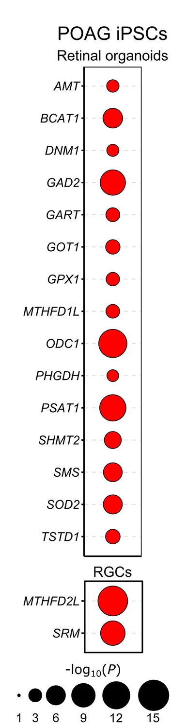 Open access visualization of Bubble Plot, iPSCs, POAG, One-Carbon Metabolism, Genes