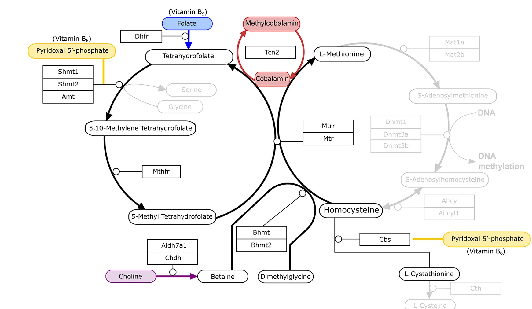 Open access visualization of Workflow, Pathway, Methionine Cycle, Folate Cycle, Transsulfuration Pathway