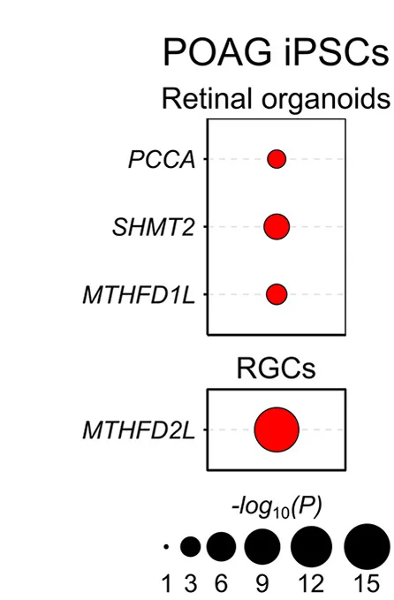 Open access visualization of Bubble Plot, Genes, Differential Expression, iPSC-derived Retinal Organoids, Retinal Ganglion Cells