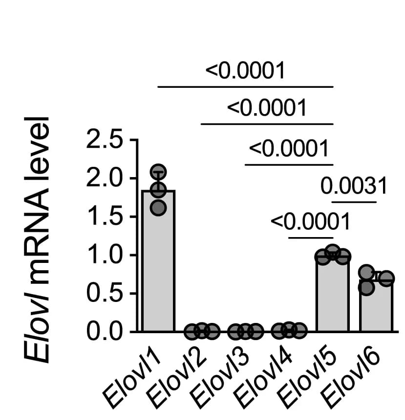 Open access visualization of Bar Plot, Scatter Plot, mRNA Levels, Elovl Family, Wild-Type Macrophages