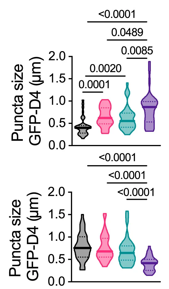 Open access visualization of Violin Plot, Cholesterol-Enriched Domains, Confocal Microscopy, GFP-D4 Probe, Macrophages