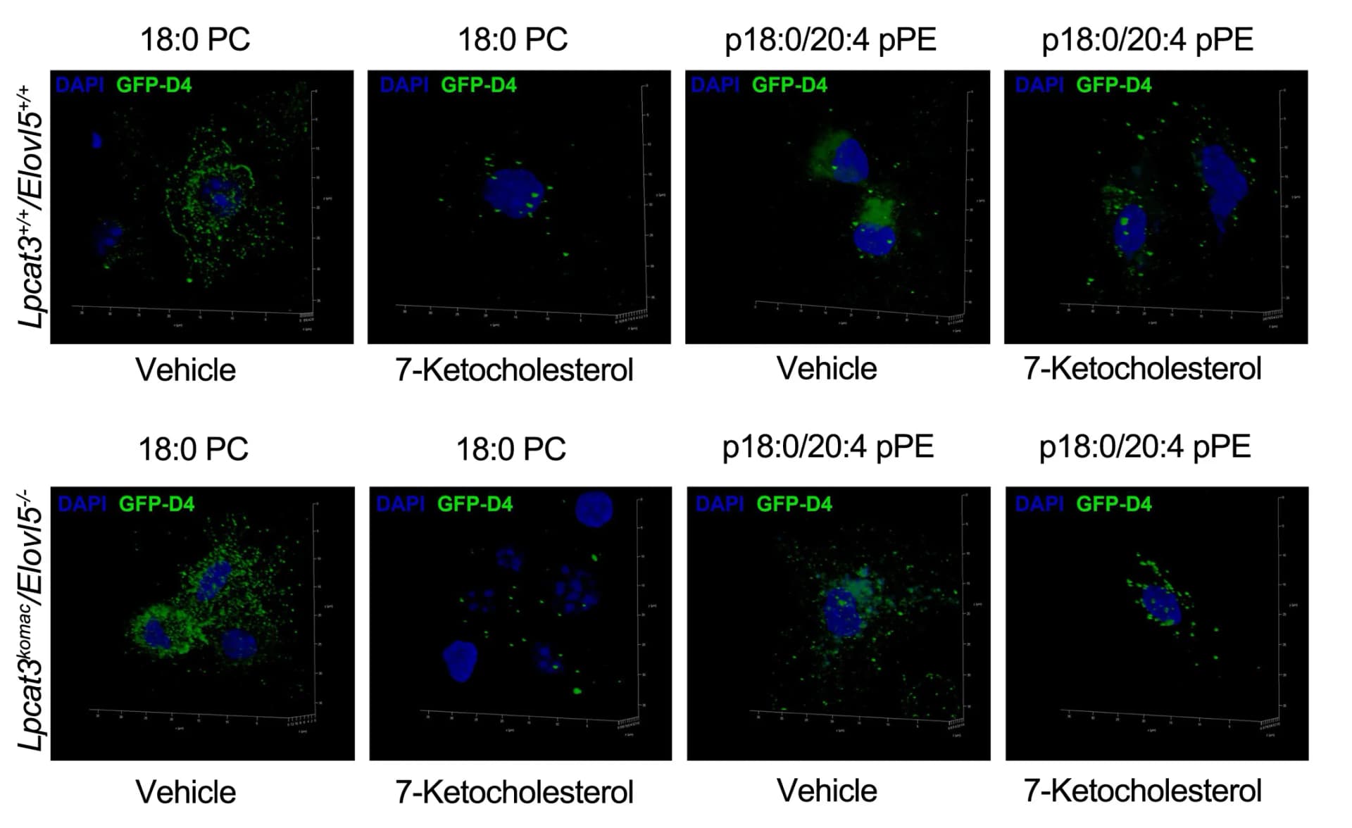 Open access visualization of Microscopy, 18:0 PC, p18:0/20:4 pPE, Viability, Cholesterol-Enriched Domain