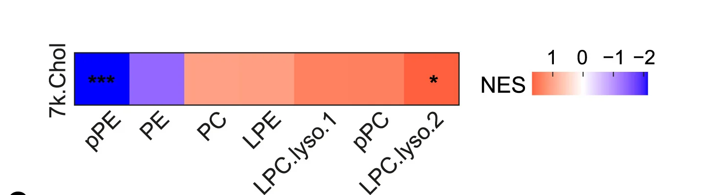 Open access visualization of Heatmap, Lipid Subclasses, Plaques, 7-Ketocholesterol, NES