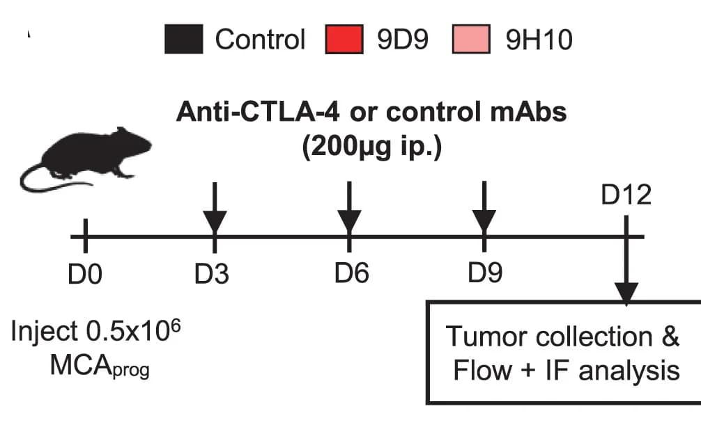 Open access visualization of Workflow, Treatment Schedule, Intraperitoneal, Immunofluorescence, Isotype Control Antibodies