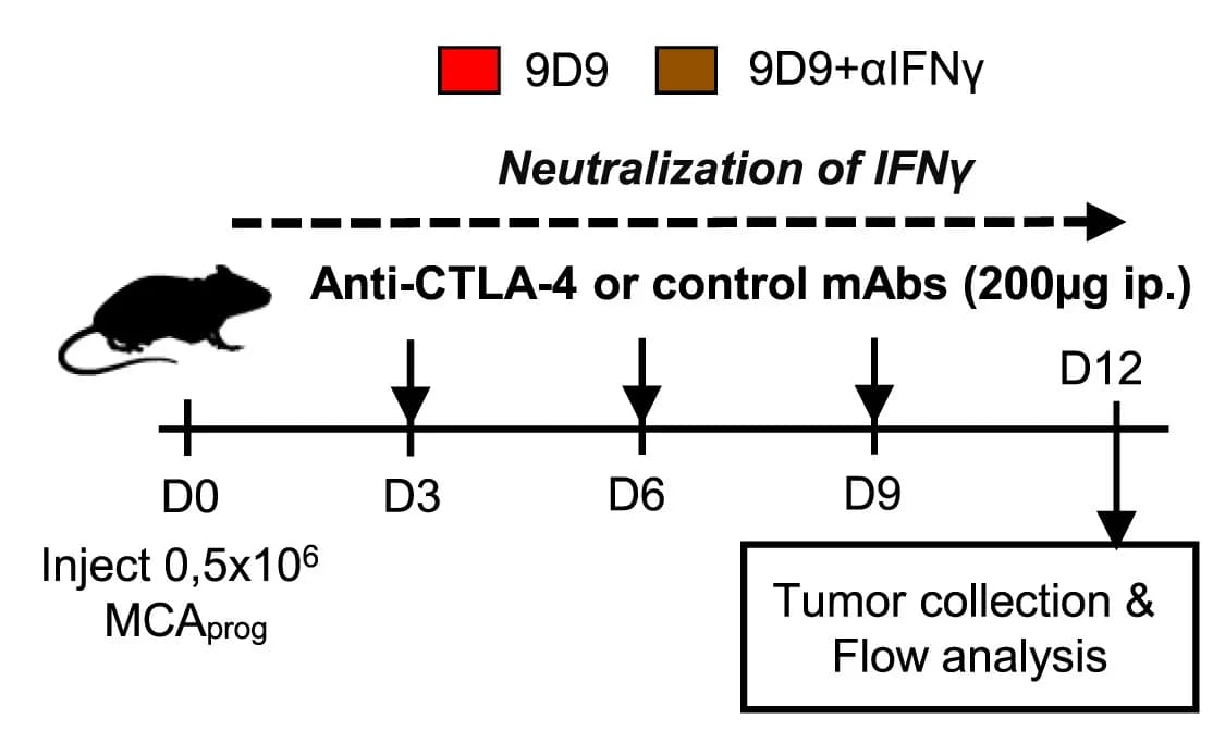 Open access visualization of Workflow, Flowchart, Illustration, Treatment schedule, Intraperitoneal