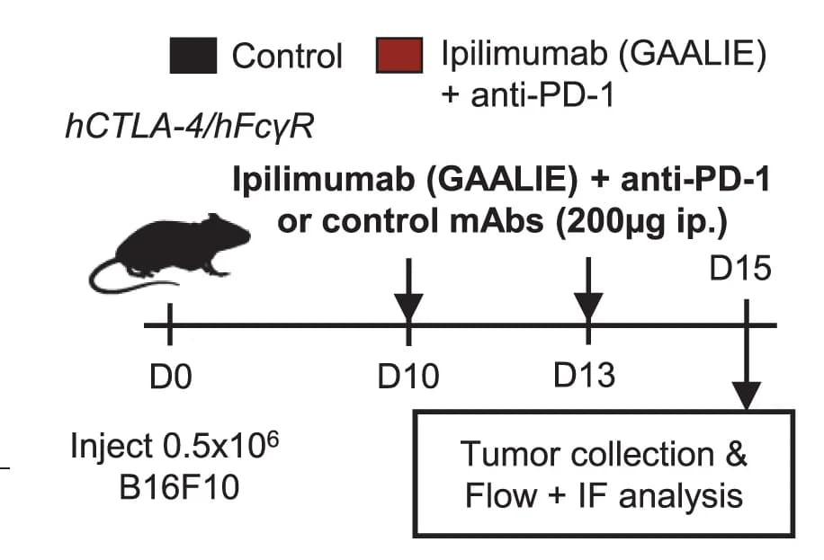Open access visualization of Workflow, Illustration, Treatment Schedule, Intraperitoneal, Immunofluorescence
