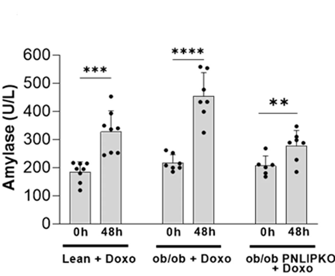 Open access visualization of Bar Plot, Error Bars, Serum Amylase, Lean Mice, ob/ob Mice