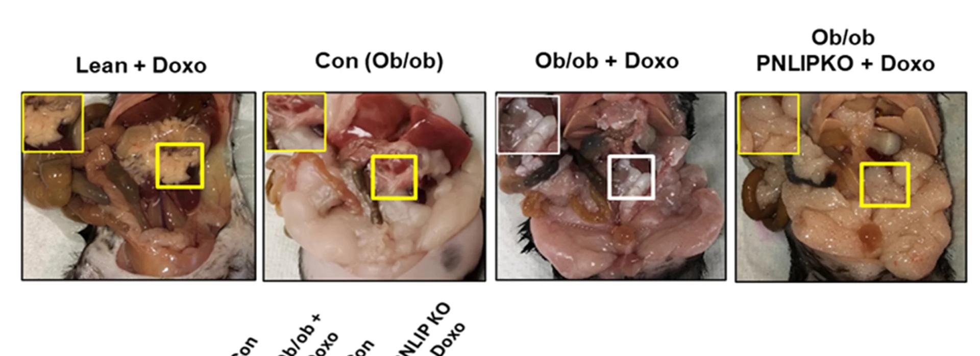Open access visualization of Photo, Fat Pads, Necropsy, Lean Mice, Doxorubicin
