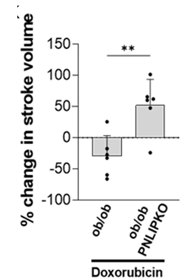 Open access visualization of Bar Plot, Error Bars, Scatter Plot, Stroke Volume, Mice