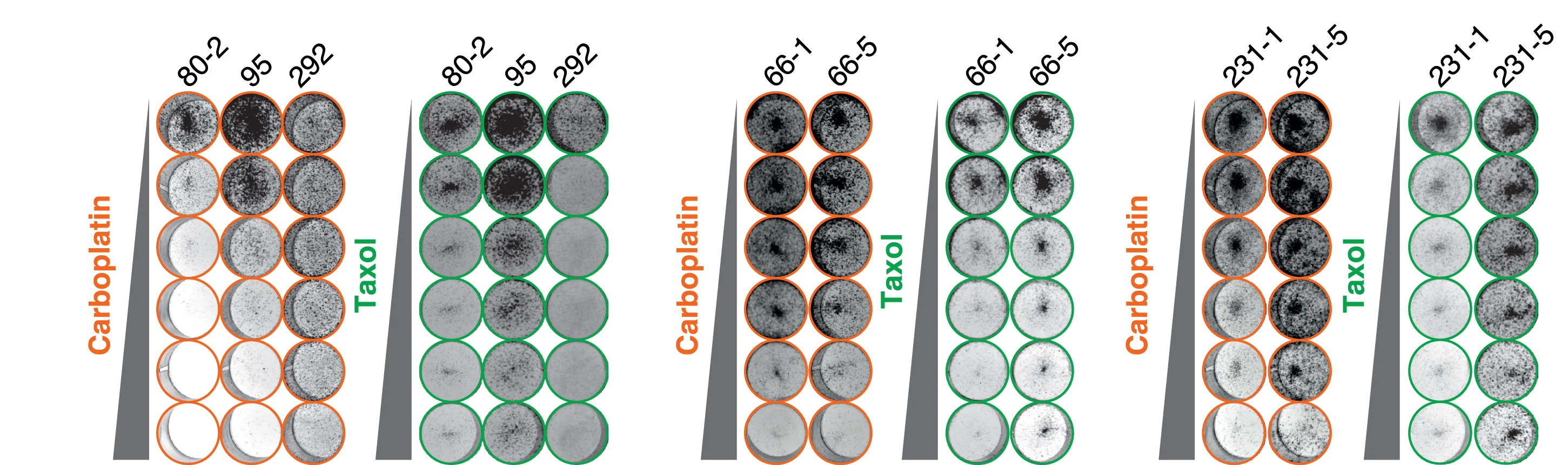 Open access visualization of Photo, Gel, CFA Images, OCMs, Carboplatin