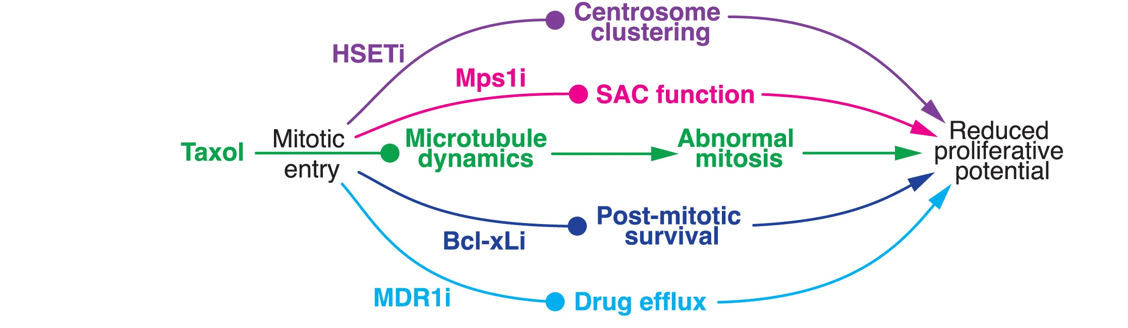 Open access visualization of Workflow, Flowchart, Taxol, HSET Inhibitor, Mps1 Inhibitor