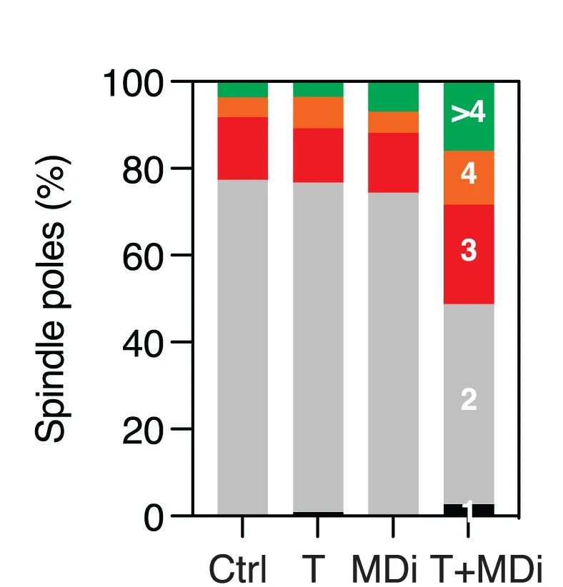 Open access visualization of Stacked Bar Plot, Bar Graph, Spindle Poles, OCM.149, Taxol