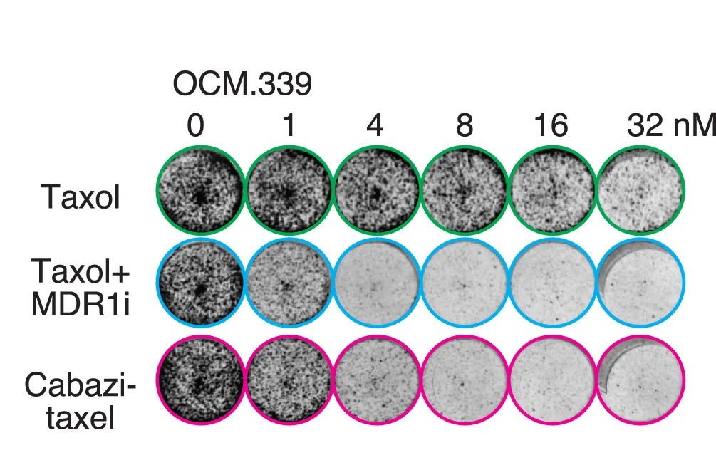 Open access visualization of Microscopy, CFA, OCM.339, Taxol, MDR1i