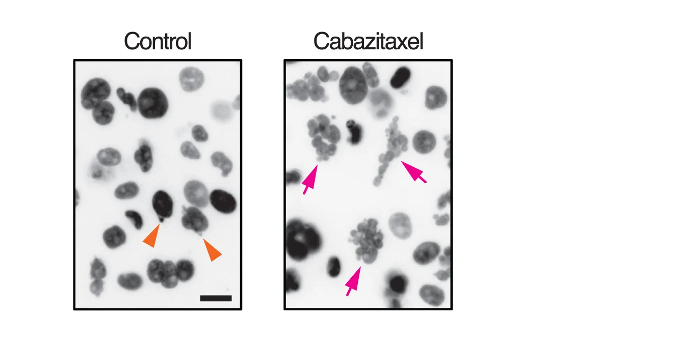 Open access visualization of Microscopy, Images, GFP-H2B, OCM.149, Micronuclei