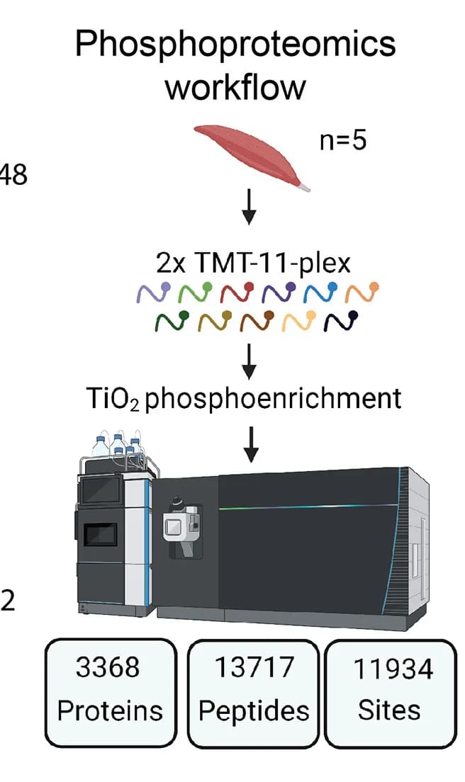 Open access visualization of Workflow, Illustration, Phosphoproteomics, TMT Labeling, Phosphopeptide Enrichment
