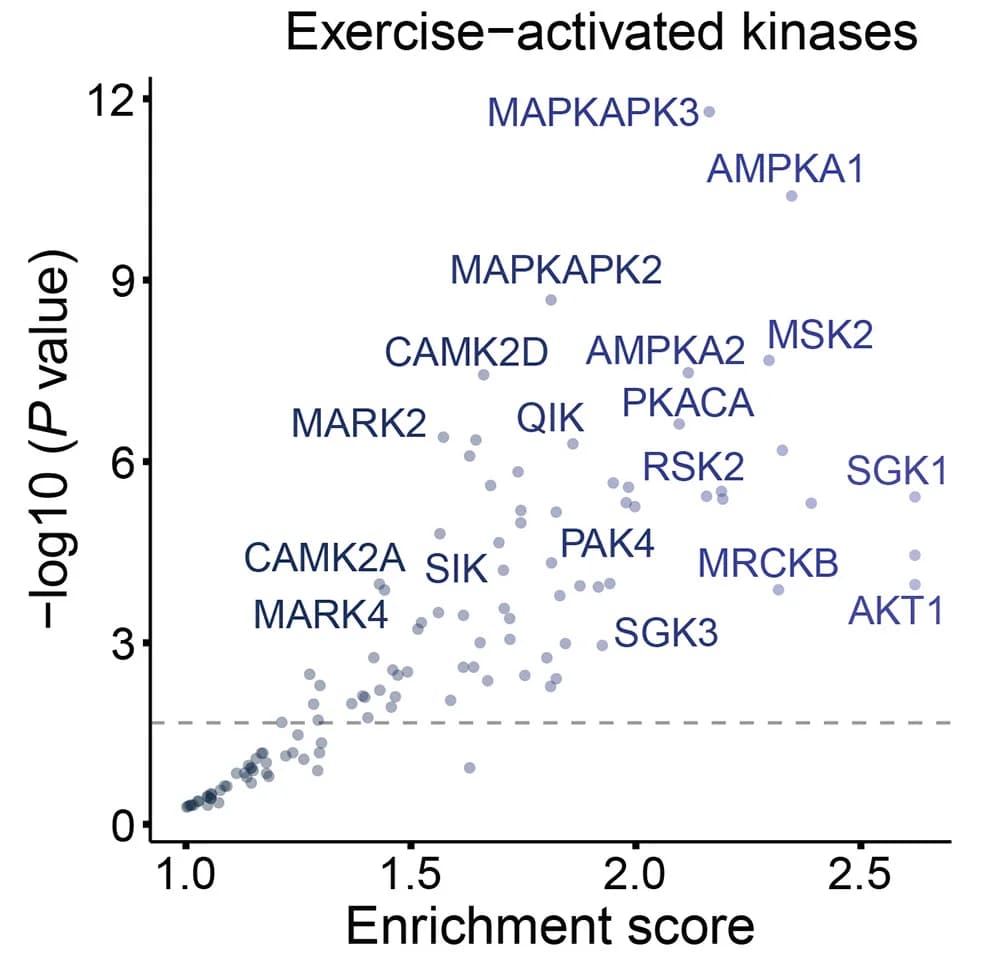 Open access visualization of Scatter Plot, Volcano Plot, Kinase Library, Insulin, Exercise