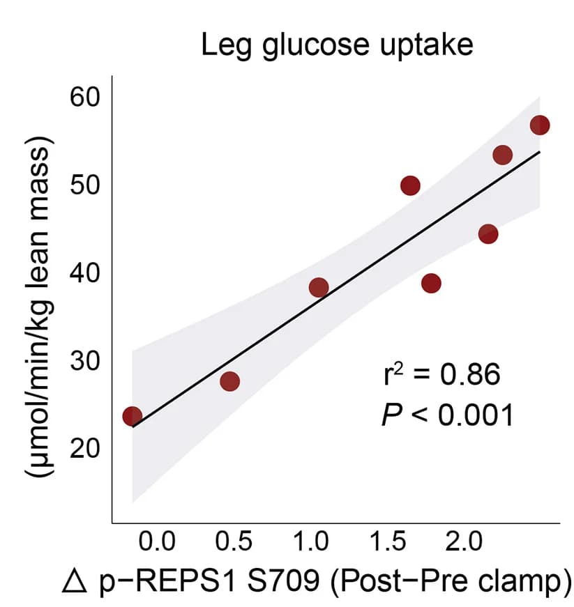 Open access visualization of Scatter Plot, Regression Plot, Pearson’s Correlation, Glucose Uptake, REPS1 S709 Phosphorylation