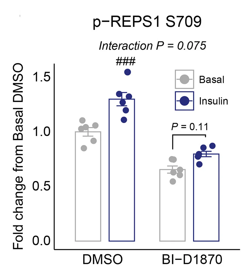 Open access visualization of Bar Plot, Error Bars, Clustered, Western Blot Analysis, Signaling